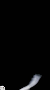 White dove bird flying