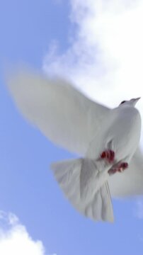 Dove bird flying against blue sky