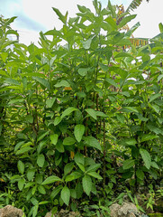 Naklejka premium green leaves background