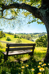 Fototapeta premium Tranquil Bench Overlooking Serene Rolling Hills