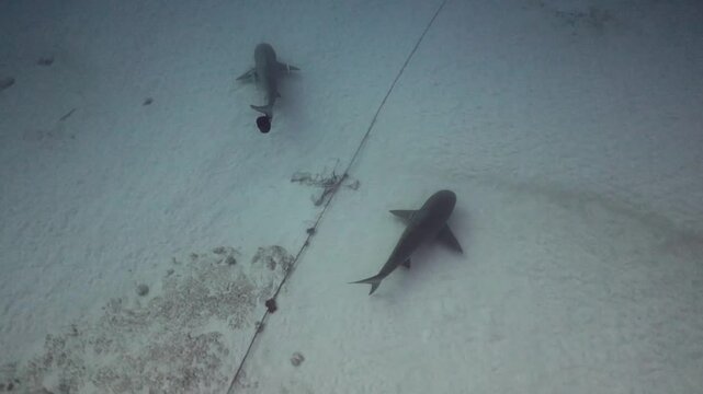 buzos buceando con tiburones toros (carcharinus leucas)