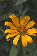 yellow flower in the garden