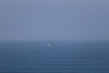 southern right whale