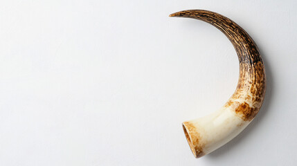 close up of a white and brown bull horn against a white background