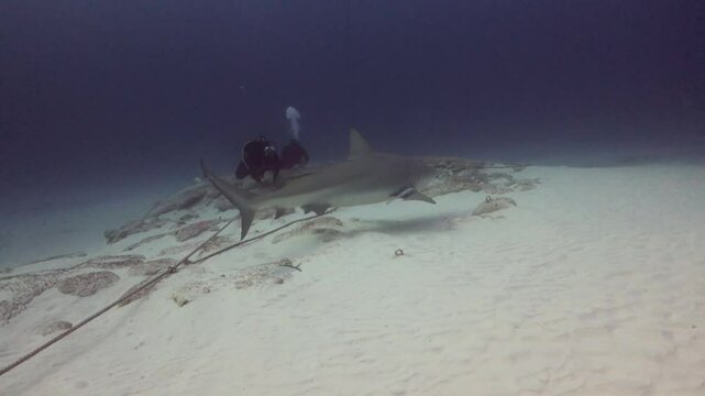 buzos buceando con tiburones toros (carcharinus leucas)