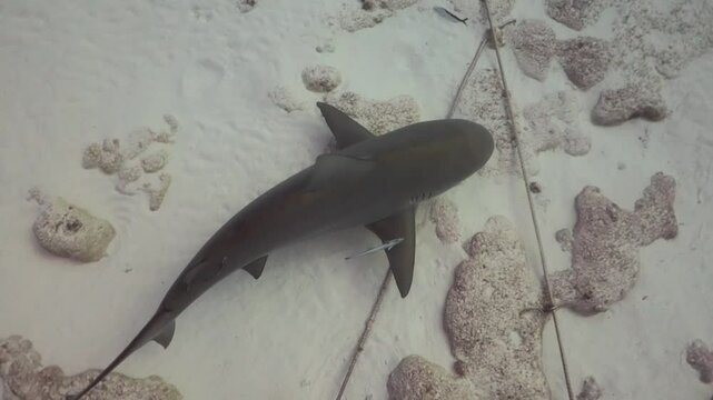 buzos nadando con tiburones toro (carcharinus leucas)