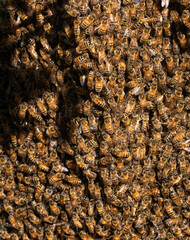 Vertical shot close up of part of a swarm of Apis honey bees many bodies hanging off each other.