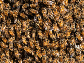 Close up of part of a swarm of Apis honey bees many bodies hanging on to each other