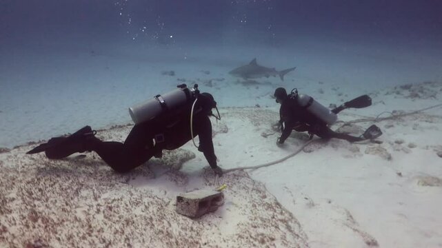 buzos buceando con tiburones toros (carcharinus leucas)