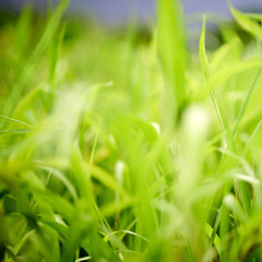 Environment, grass and growth in nature, closeup and sustainability of woods with plants and countryside. Outdoor, travel and fresh air in location with scenery, destination and peaceful in forest