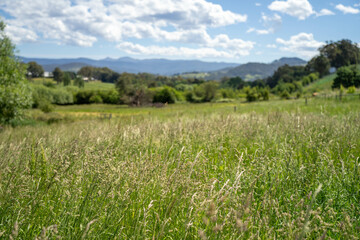 agriculture crops, pasture and grasses growing in sustainable food production on a regenerative farm. native plants storing carbon at dusk.   australian farming landscape in spring