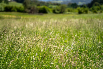 agriculture crops, pasture and grasses growing in sustainable food production on a regenerative farm. native plants storing carbon at dusk.   australian farming landscape in spring