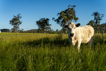 beautiful cattle in Australia  eating grass, grazing on pasture. Herd of cows free range beef being regenerative raised on an agricultural farm. Sustainable farming