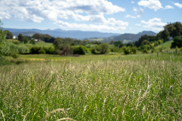 agriculture crops, pasture and grasses growing in sustainable food production on a regenerative farm. native plants storing carbon at dusk.   australian farming landscape in spring