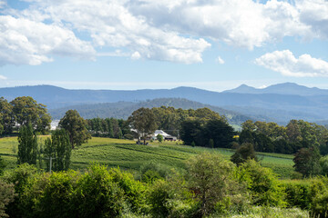 Naklejka premium apple tree orchard getting new leaves in spring in australia in rolling hills landscape