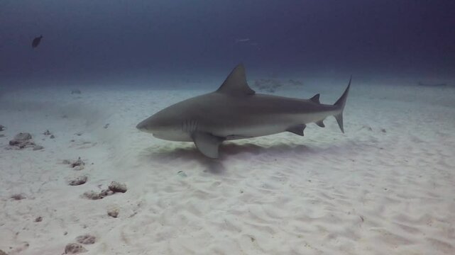 Tiburones toros (carcharinus leucas) 