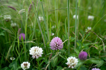agriculture crops, pasture and grasses growing in sustainable food production on a regenerative farm. native plants storing carbon at dusk.   australian farming landscape in spring