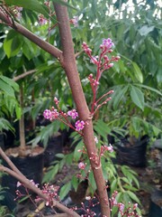 Close-up of pink flowering starfruit tree