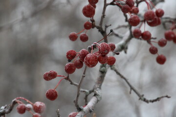 red berries on the tree