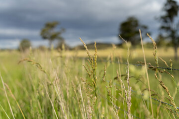 agriculture crops, pasture and grasses growing in sustainable food production on a regenerative farm. native plants storing carbon at dusk.   australian farming landscape in spring