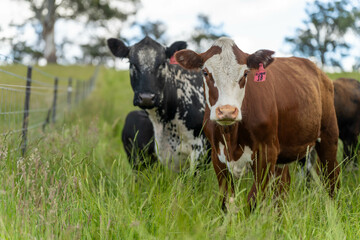 Stud beef cows in a field on a farm in England. English cattle in a meadow grazing on pasture in...