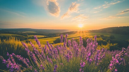 Lavender field at sunset, overlooking rolling hills and vibrant sky.