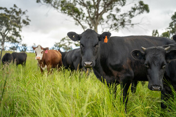 beautiful cattle in Australia  eating grass, grazing on pasture. Herd of cows free range beef being regenerative raised on an agricultural farm. Sustainable farming