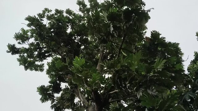 The breadfruit tree, Artocarpus altilis, seen from below towards the sky, is up to 12-15 meters high; the leaves are oval or long oval, with tapered tips and pinnately branched leaf edges.