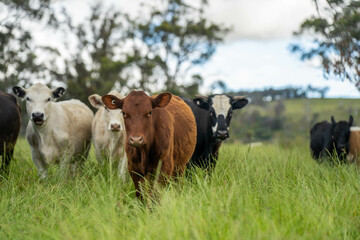 beautiful cattle in Australia  eating grass, grazing on pasture. Herd of cows free range beef being regenerative raised on an agricultural farm. Sustainable farming