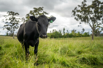 beautiful cattle in Australia  eating grass, grazing on pasture. Herd of cows free range beef being regenerative raised on an agricultural farm. Sustainable farming
