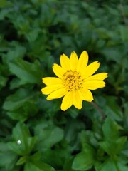 yellow flower in the garden, closeup, background. 