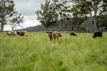 Stud beef cows in a field on a farm in England. English cattle in a meadow grazing on pasture in springtime. Green grass growing in a paddock on a sustainable agricultural ranch business.