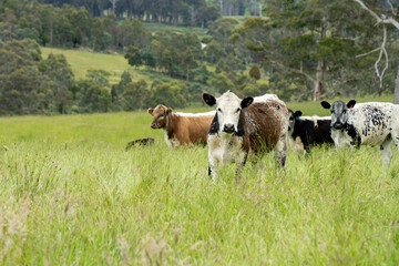 Stud beef cows in a field on a farm in England. English cattle in a meadow grazing on pasture in...