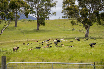 beautiful cattle in Australia  eating grass, grazing on pasture. Herd of cows free range beef being regenerative raised on an agricultural farm. Sustainable farming