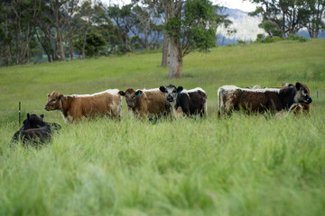 Stud beef cows in a field on a farm in England. English cattle in a meadow grazing on pasture in...