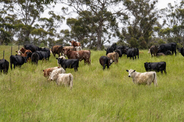 Stud beef cows in a field on a farm in England. English cattle in a meadow grazing on pasture in...