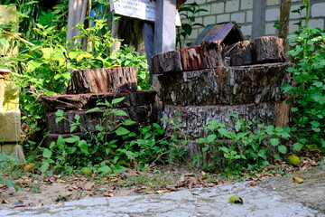 Rustic Tree Stump Cuttings in Lush Garden Setting for Mockup Design