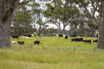 Stud beef cows in a field on a farm in England. English cattle in a meadow grazing on pasture in springtime. Green grass growing in a paddock on a sustainable agricultural ranch business.