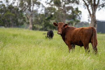 beautiful cattle in Australia  eating grass, grazing on pasture. Herd of cows free range beef being regenerative raised on an agricultural farm. Sustainable farming