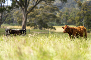 Stud beef cows in a field on a farm in England. English cattle in a meadow grazing on pasture in springtime. Green grass growing in a paddock on a sustainable agricultural ranch business.