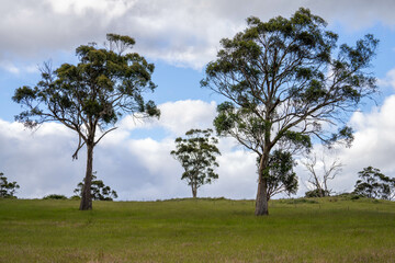 agriculture crops, pasture and grasses growing in sustainable food production on a regenerative farm. native plants storing carbon at dusk.   australian farming landscape in spring