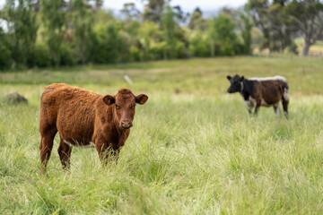 Stud beef cows in a field on a farm in England. English cattle in a meadow grazing on pasture in springtime. Green grass growing in a paddock on a sustainable agricultural ranch business.