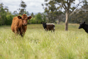 Stud beef cows in a field on a farm in England. English cattle in a meadow grazing on pasture in springtime. Green grass growing in a paddock on a sustainable agricultural ranch business.