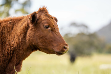 Stud beef cows in a field on a farm in England. English cattle in a meadow grazing on pasture in...