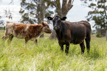 beautiful cattle in Australia  eating grass, grazing on pasture. Herd of cows free range beef being regenerative raised on an agricultural farm. Sustainable farming