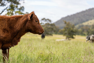 Fototapeta premium Stud beef cows in a field on a farm in England. English cattle in a meadow grazing on pasture in springtime. Green grass growing in a paddock on a sustainable agricultural ranch business.