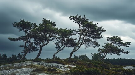 A group of windswept trees against a dramatic sky, highlighting nature's resilience.