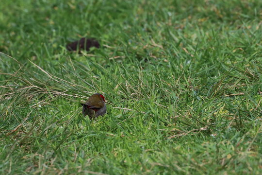 firetail