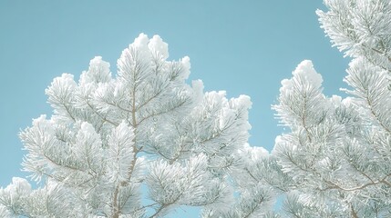Frost-covered pine branches against a clear blue sky.