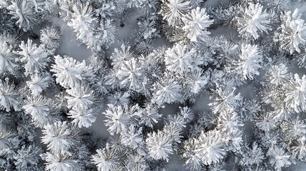 Aerial view of snow-covered pine trees creating a winter landscape.